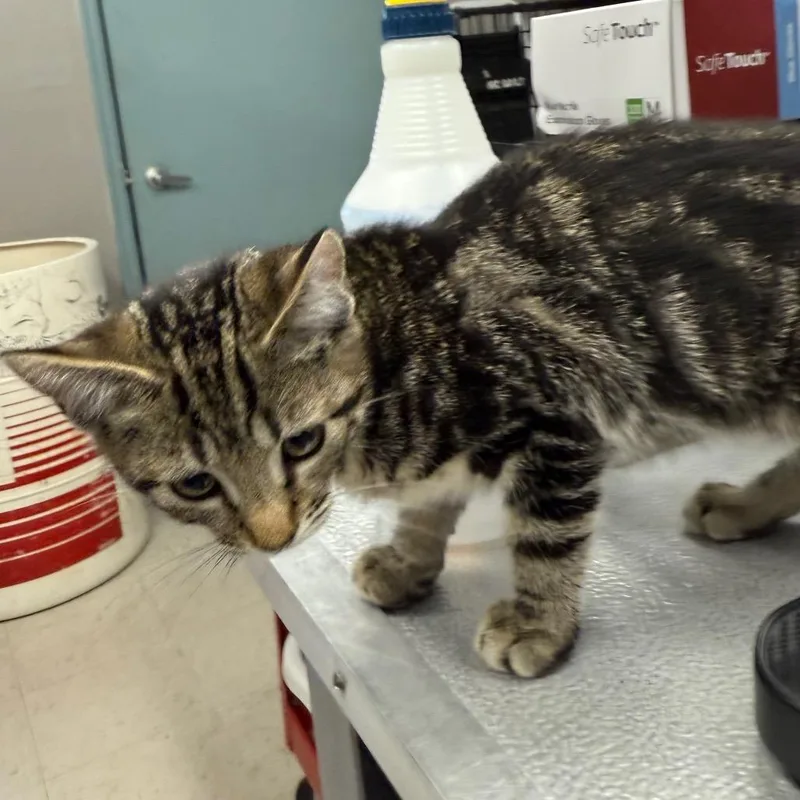 A baby small-sized male Brown / Chocolate Domestic Short Hair cat named Jackie for adoption in Spokane, WA