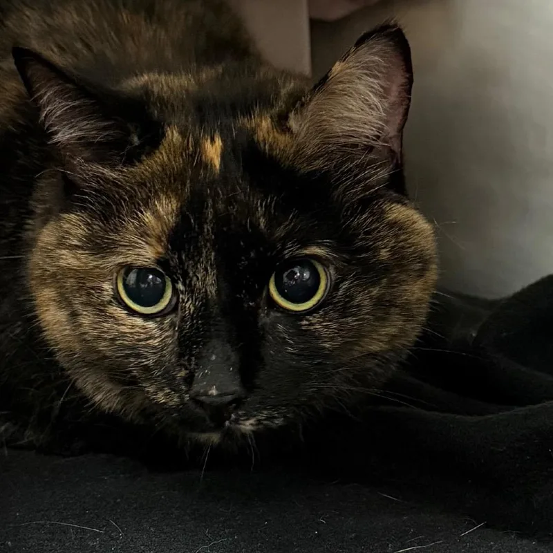 An adult small-sized female Domestic Short Hair cat named Blaze for adoption in Middlebury, VT