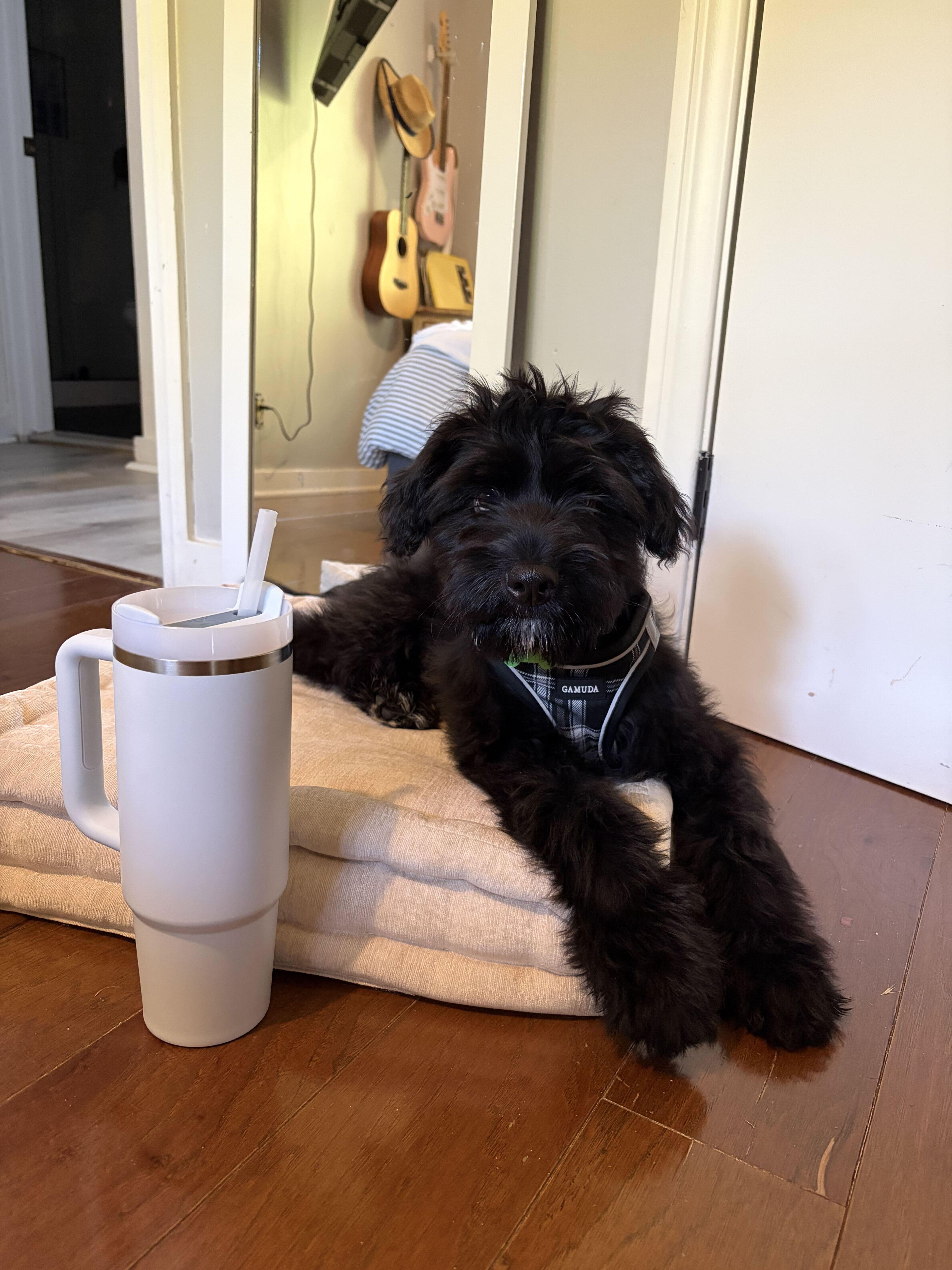 A baby small-sized male Poodle dog named Chester for adoption in Los Angeles, CA