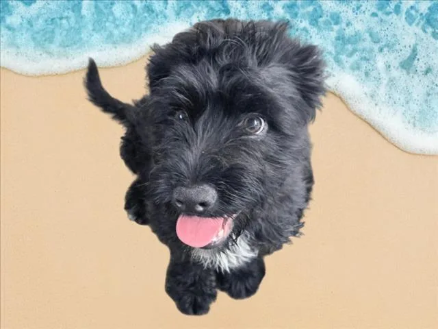 Chester thumbnail 4
