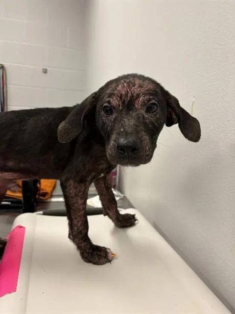 A baby small-sized male Bloodhound dog named Tyrone for adoption in Corpus Christi, TX