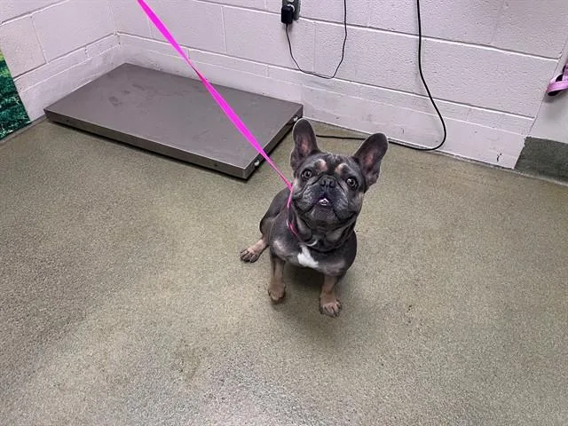 An adult medium-sized male French Bulldog dog named Tank for adoption in Moreno Valley, CA