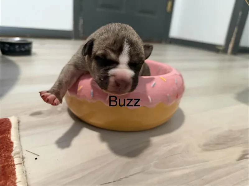 Buzz thumbnail 5
