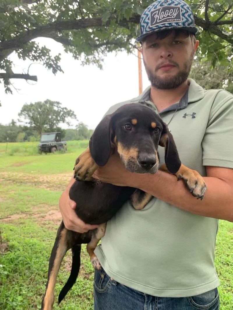 A baby medium-sized female English Coonhound dog named Pat Benatar for adoption in TULSA, OK