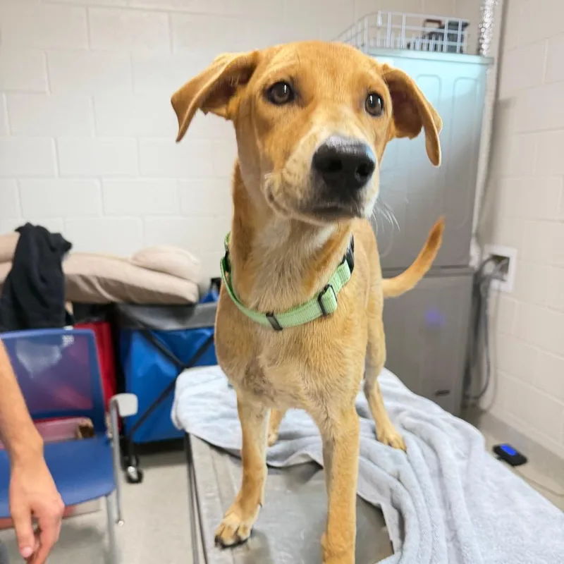 A baby small-sized male Labrador Retriever dog named Charlie for adoption in Englewood, FL