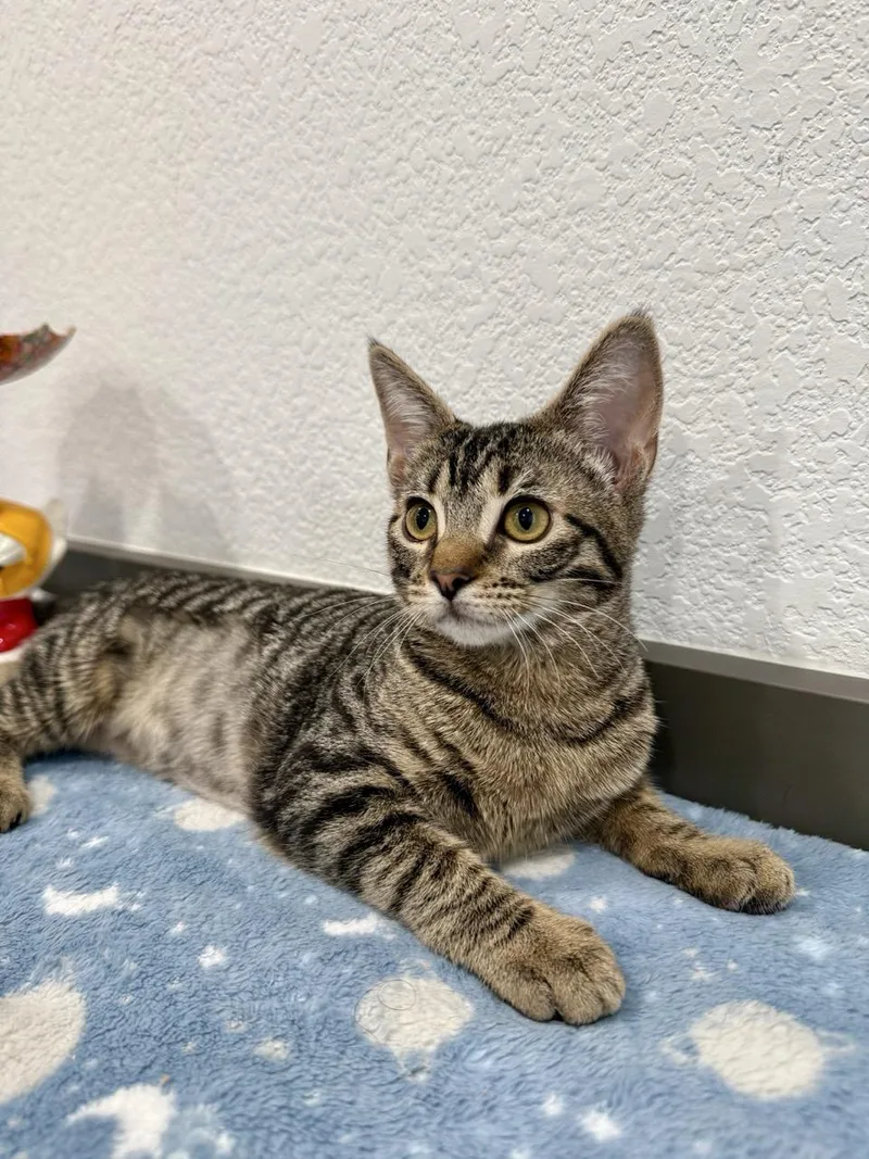 A baby medium-sized female Gray / Blue / Silver Domestic Short Hair cat named Eclipse for adoption in Las Vegas, NV