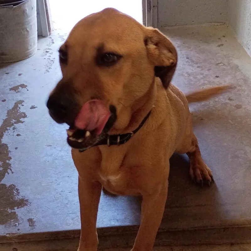 An adult medium-sized female Labrador Retriever dog named FWT Star for adoption in Midland, TX
