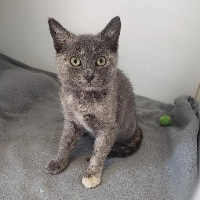 A baby small-sized female Domestic Short Hair cat named Eexrih for adoption in Oakland, CA