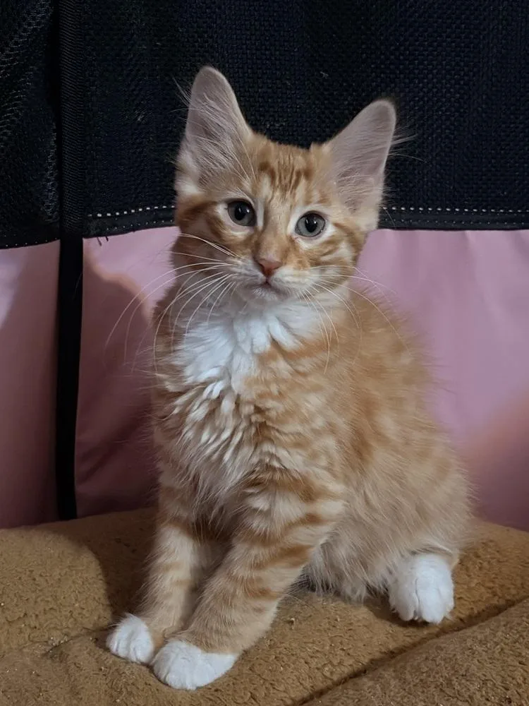 A baby small-sized male Tabby (Orange / Red) Domestic Long Hair cat named Leo for adoption in Wheaton, IL