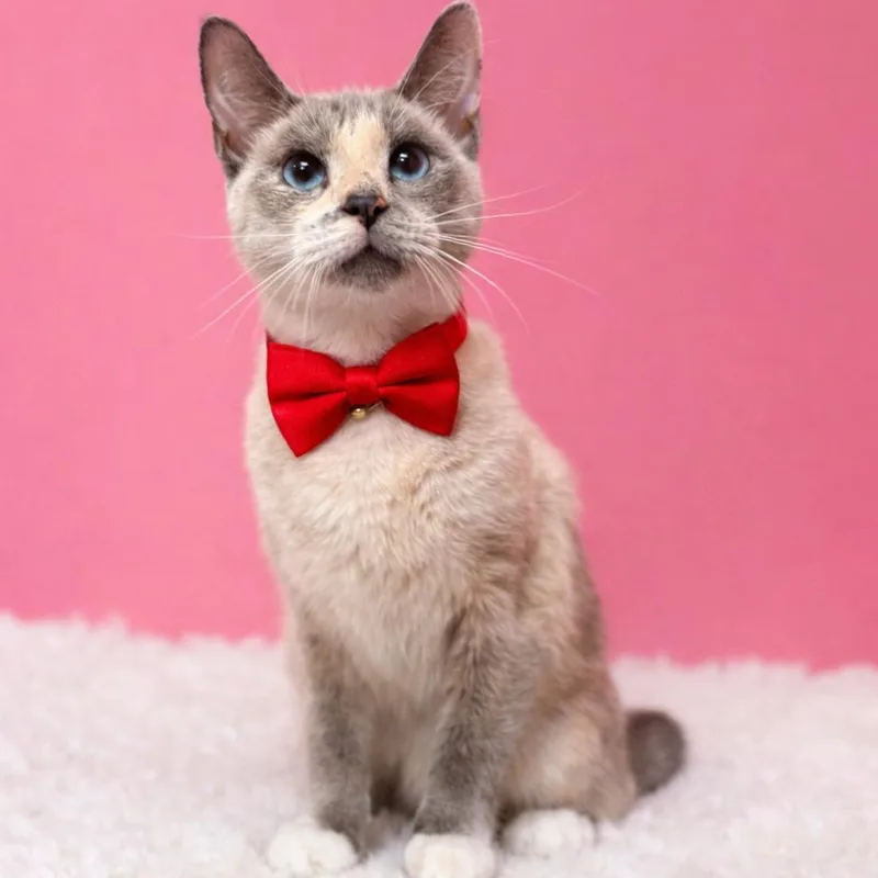 An adult medium-sized female Cream / Ivory Siamese cat named Spring for adoption in Binghamton, NY