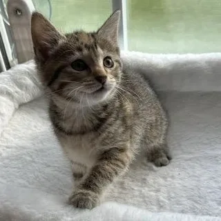 Cinnamon Roll