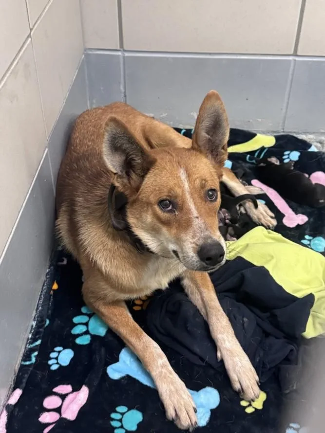 An adult large-sized female German Shepherd Dog dog named Regina for adoption in Houston, TX