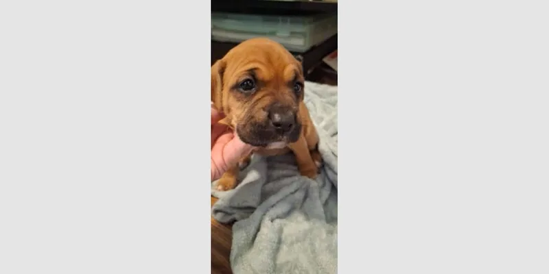 Penleigh Puppy  Leia thumbnail 3