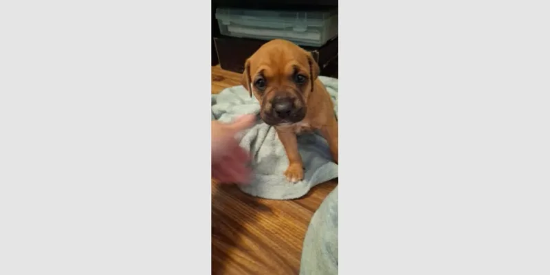 Penleigh Puppy  Leia thumbnail 4