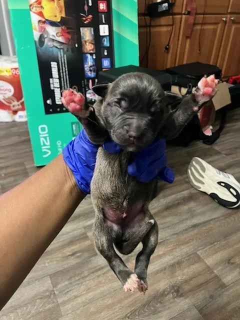 A baby medium-sized male Mixed Breed dog named Snikers for adoption in Dallas, TX