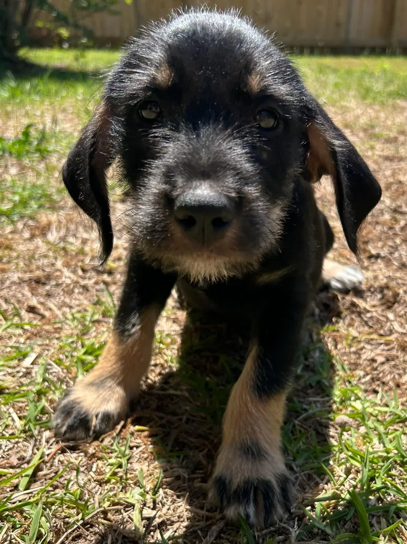 A baby small-sized male Black Schnauzer dog named Daxton for adoption in Calera, AL