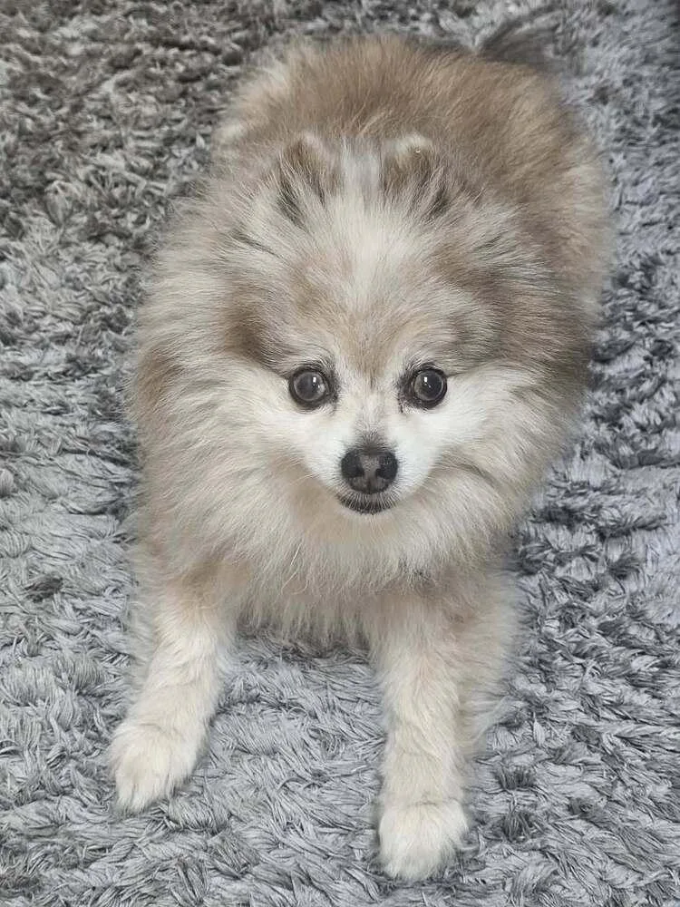 A senior small-sized female Pomeranian dog named Gracie for adoption in Saginaw, MI