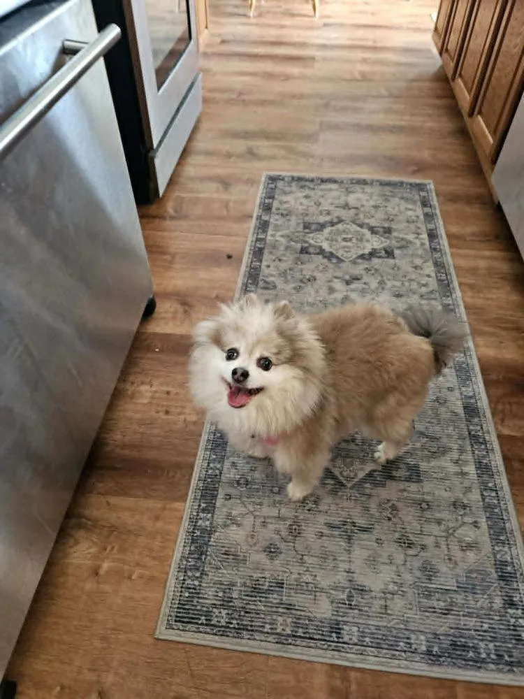 Gracie thumbnail 2