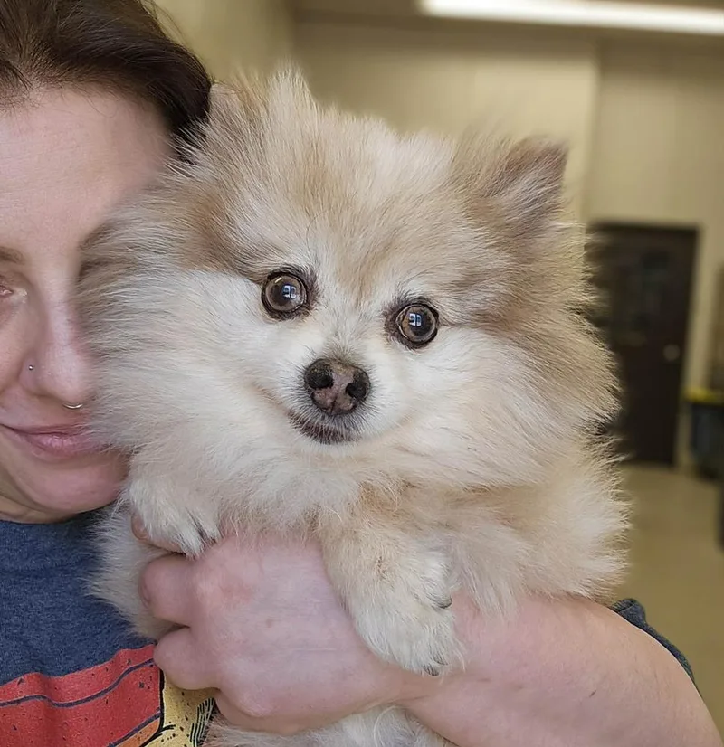 Gracie thumbnail 3