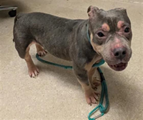 An adult medium-sized female American Staffordshire Terrier dog named Mochi for adoption in Bakersfield, CA