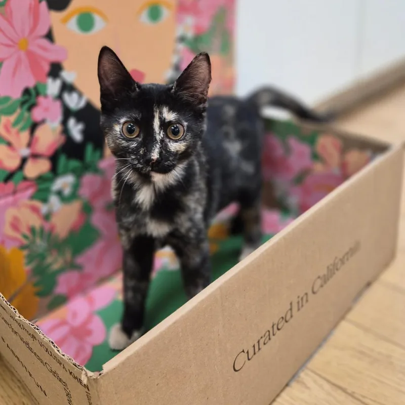 A young medium-sized female Black Domestic Short Hair cat named Ziti for adoption in Woodstock, IL