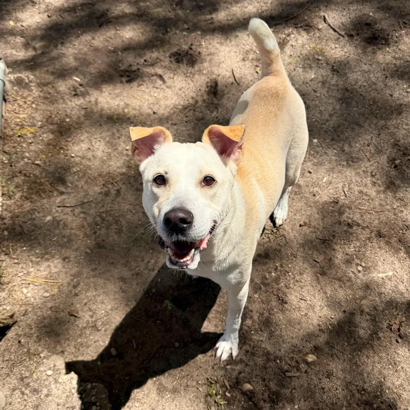 An adult medium-sized female Mixed Breed dog named Toast for adoption in Brookhaven, NY