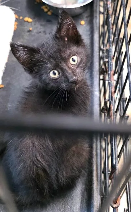 A baby medium-sized male Domestic Medium Hair cat named Eclipse for adoption in Crossville, TN