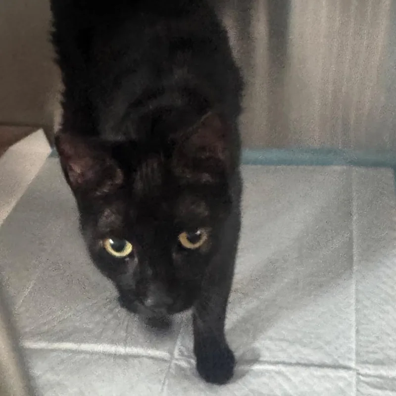 A senior medium-sized male Black Domestic Short Hair cat named Miles for adoption in Clearwater, FL
