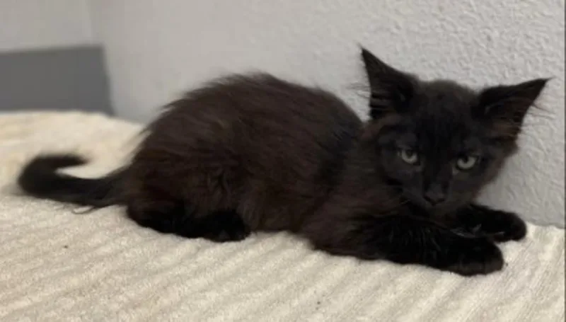 Elvira