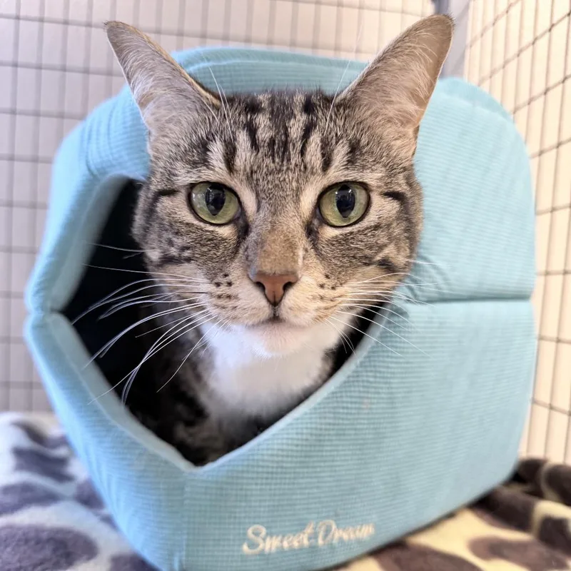 A senior medium-sized female Brown / Chocolate Domestic Short Hair cat named Melon for adoption in Medford, OR