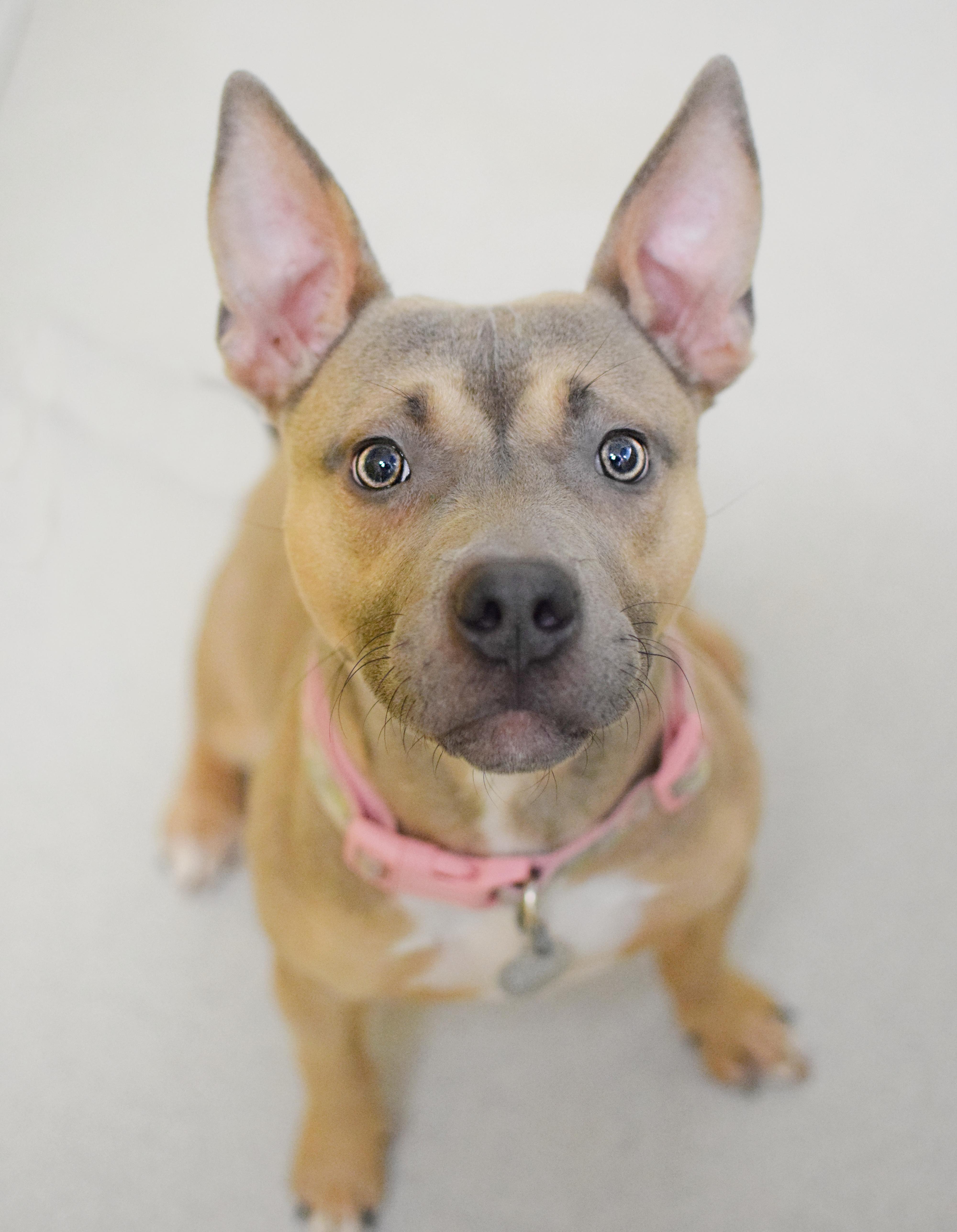 A young medium-sized female Bicolor Pit Bull Terrier dog named Ariel for adoption in Pontiac, MI