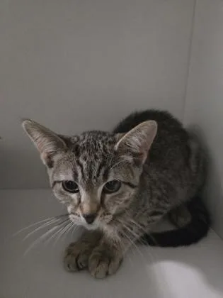 A baby small-sized female Domestic Short Hair cat named Whitney Meowston for adoption in Savannah, GA