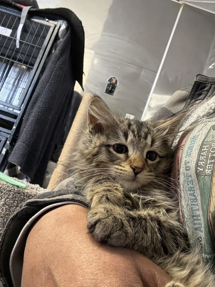 Oliver Undertale thumbnail 2