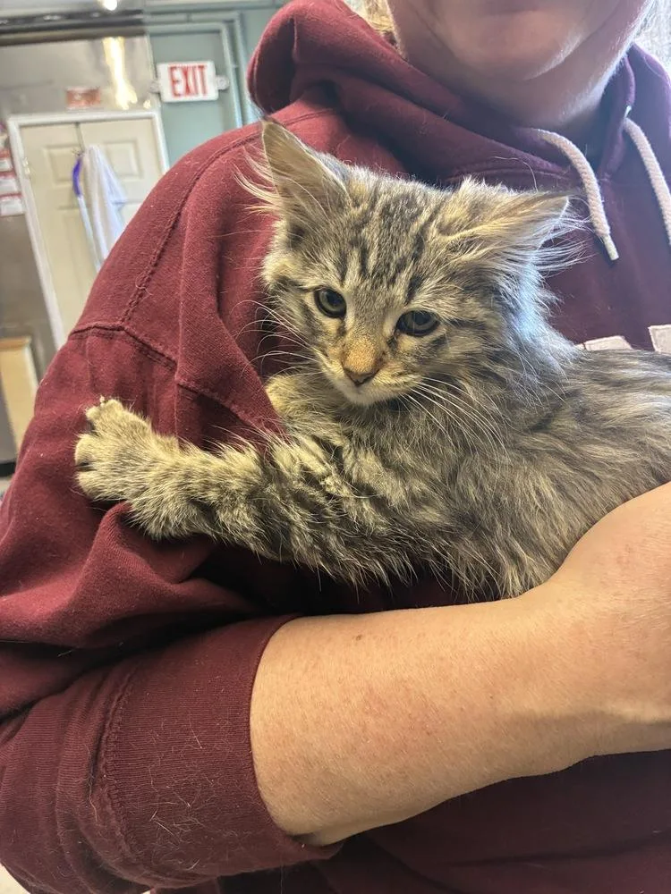 Oliver Undertale thumbnail 3