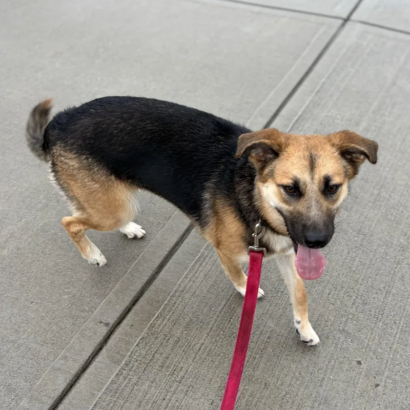 A young medium-sized female Shepherd dog named Kona for adoption in Columbia, SC