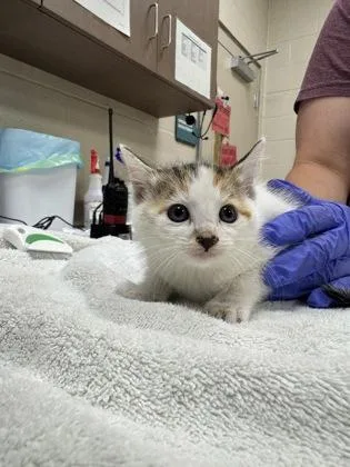 A baby small-sized female Domestic Short Hair cat named Emma Stone for adoption in Fishers, IN
