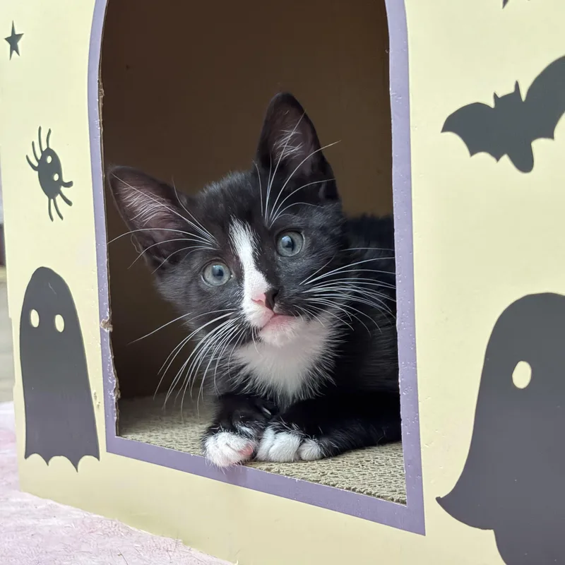 A baby medium-sized male Tuxedo cat named Oliver for adoption in Montclair, NJ