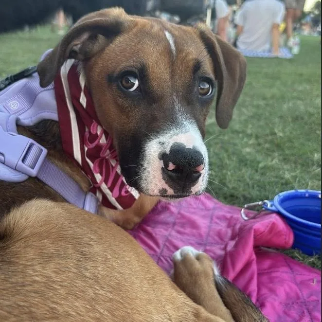 A baby medium-sized female Yellow / Tan / Blond / Fawn Boxer dog named Bunny for adoption in Georgetown, TX