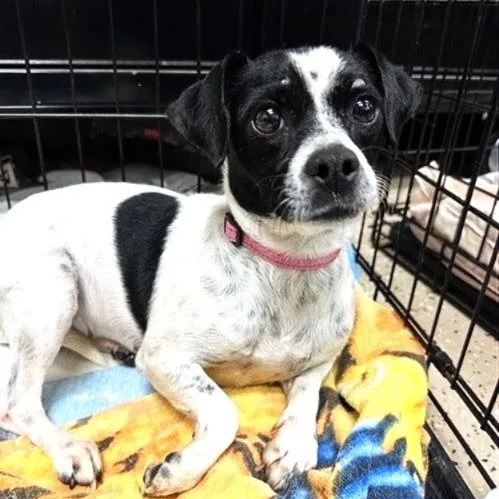 A young small-sized female Black Chihuahua dog named Kimmi for adoption in Phoenix, AZ