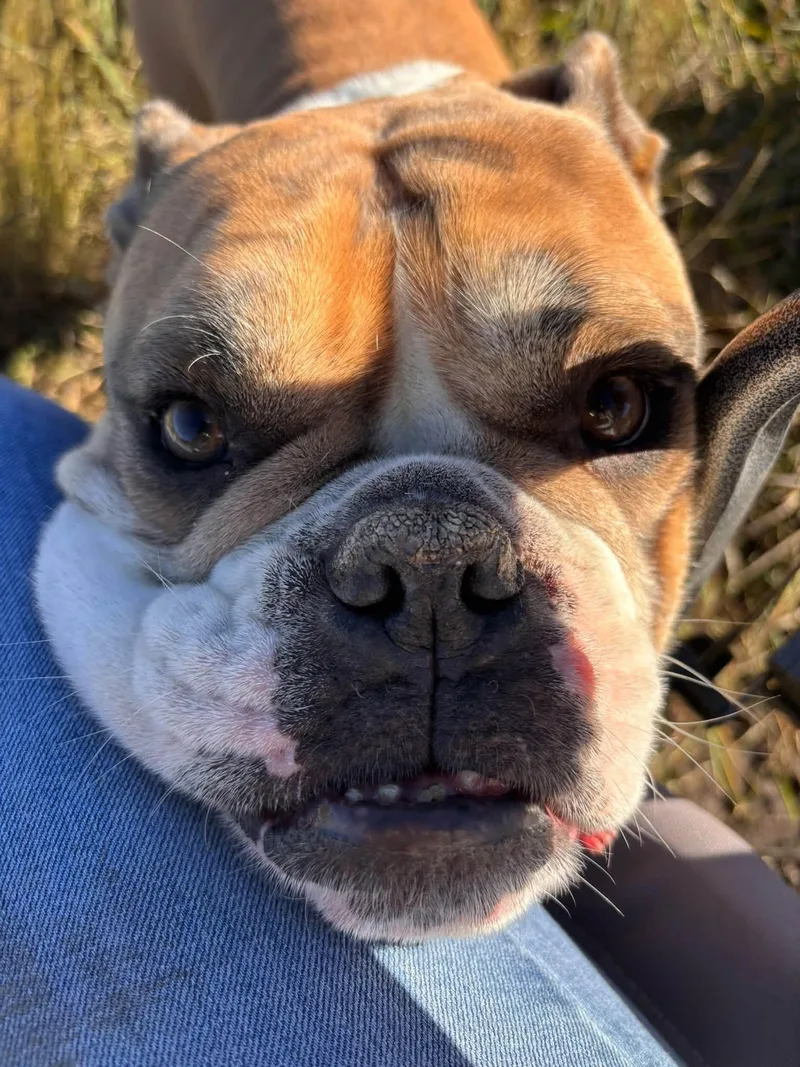 An adult medium-sized male Red / Chestnut / Orange English Bulldog dog named Dexter for adoption in Chino valley, AZ