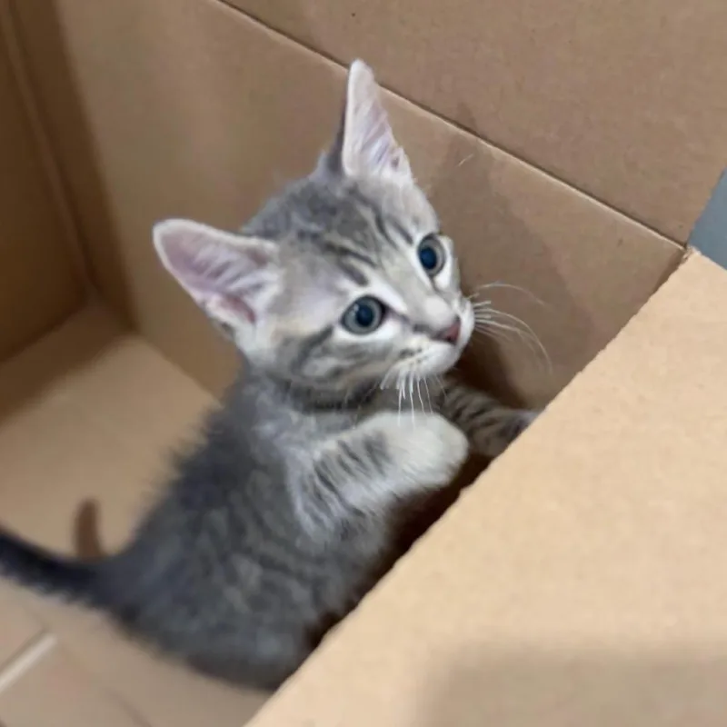 A baby small-sized male Gray / Blue / Silver Domestic Short Hair cat named Quantum for adoption in Westminster, CA