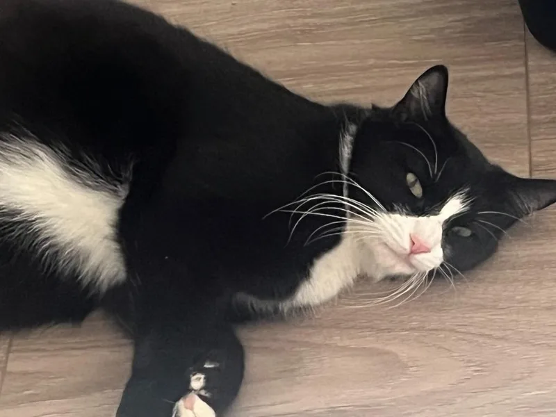 A young medium-sized female Domestic Short Hair cat named Mama Snow White for adoption in Peoria, AZ