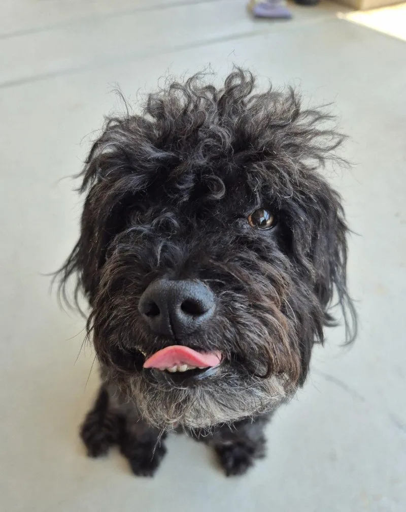 An adult medium-sized male Miniature Poodle dog named Niko for adoption in Phoenix, AZ