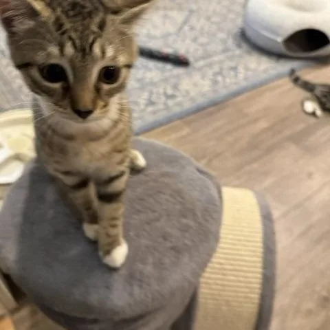 A baby small-sized male Domestic Short Hair cat named Leo and Grace  for adoption in Rochester, MA