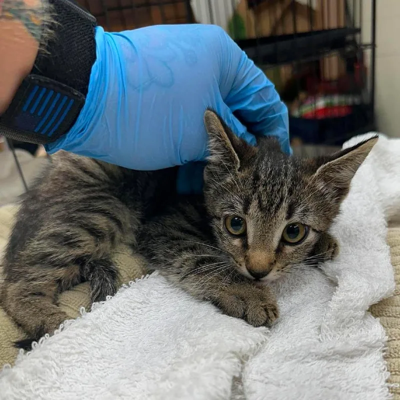 A baby small-sized female Buff / Tan / Fawn Domestic Short Hair cat named Nala for adoption in Bastrop, TX