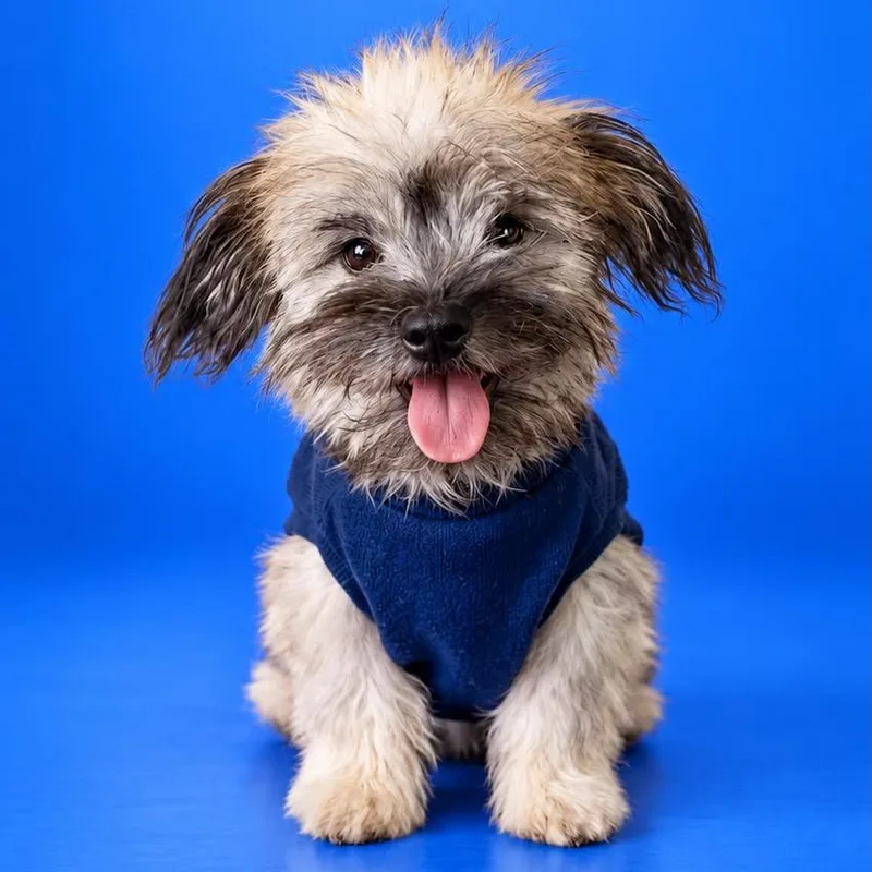 A young small-sized male Gray / Blue / Silver Yorkshire Terrier dog named Jack for adoption in San Diego, CA