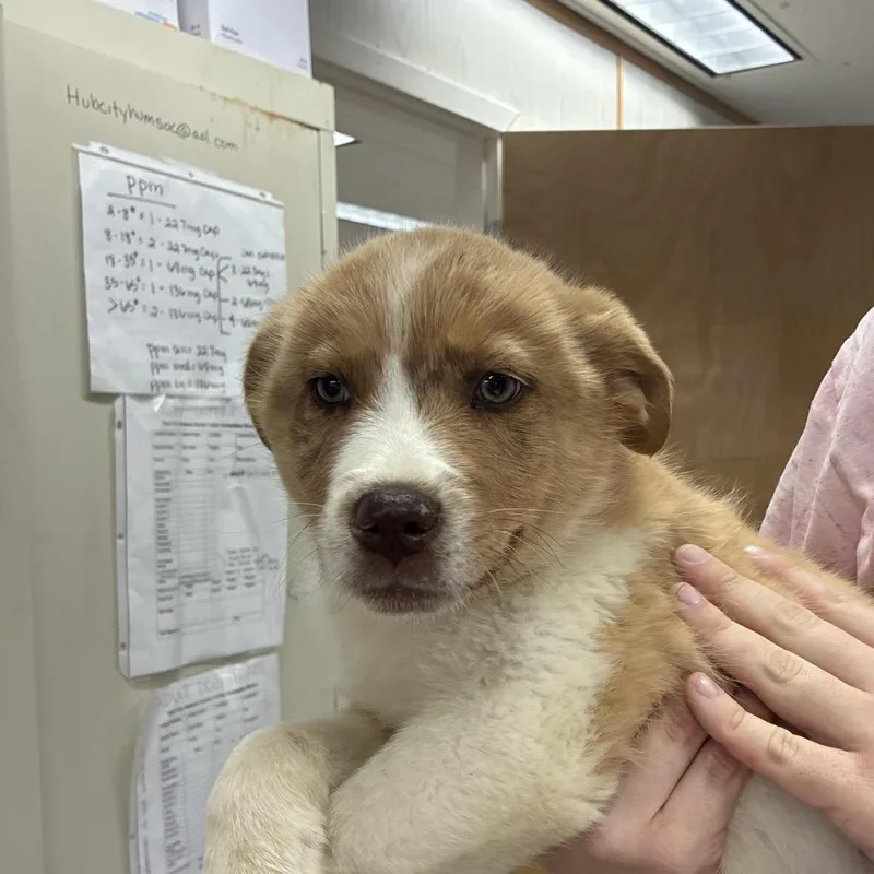 Ny Kurt Russell Avail