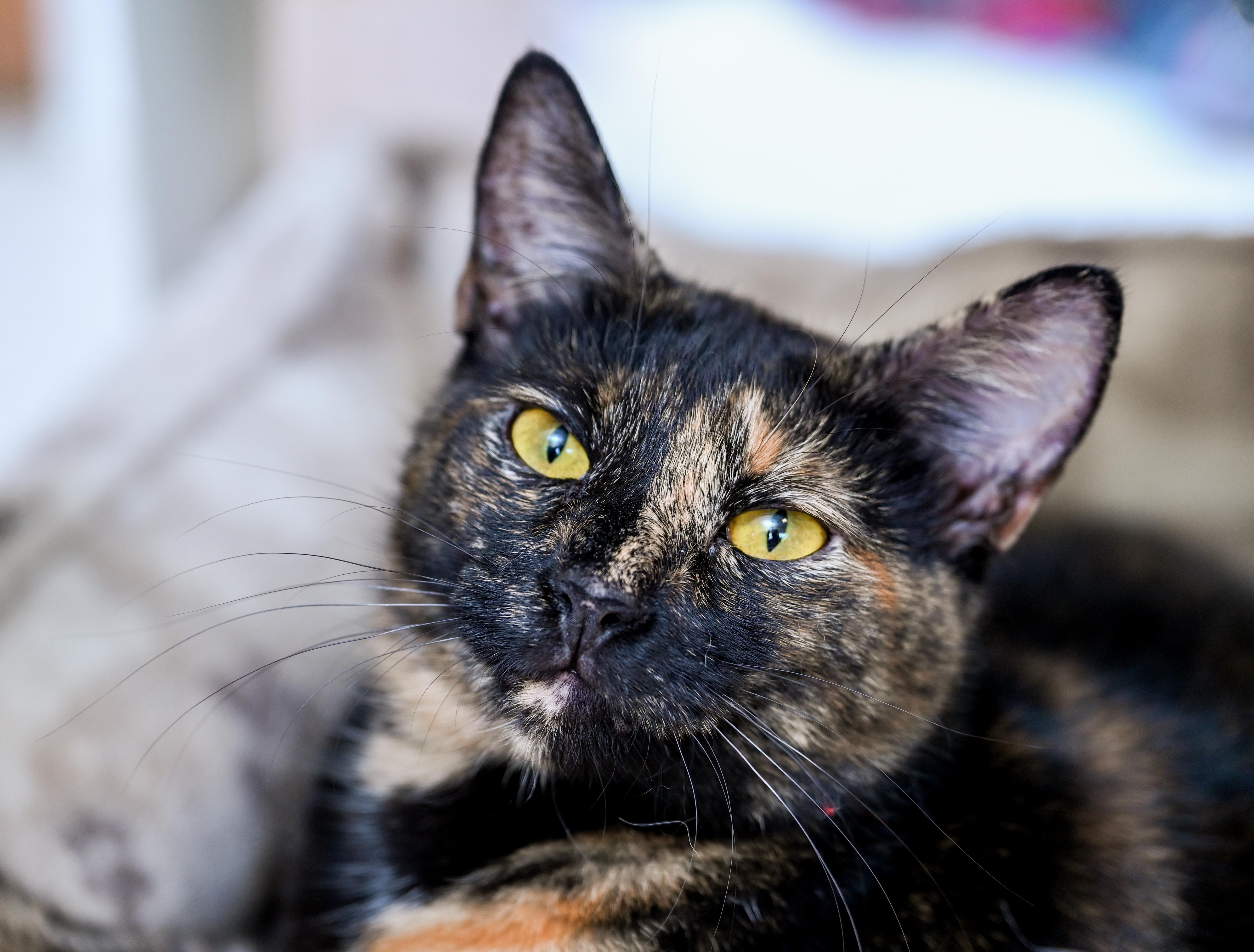 A young medium-sized female Tortoiseshell cat named Dawn for adoption in Chattanooga, TN