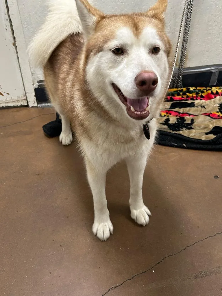 An adult medium-sized female Husky dog named Zelda for adoption in Chico, CA