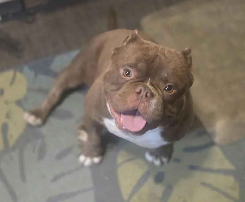 An adult medium-sized male American Bulldog dog named Luda for adoption in St. Louis, MO